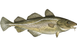 Atlantic%20Cod_edited.png