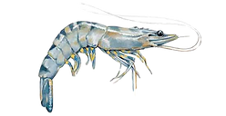 Black%20Tiger%20Shrimp_edited.png