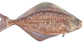 Halibut_edited_edited.png