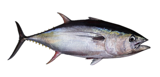 Thunnus_albacares_edited.png