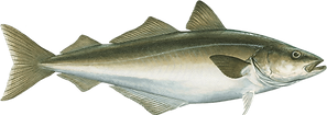 atlantic-pollock.png