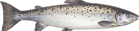 atlantic-salmon.png