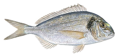 sparus_aurata_bon_edited_edited.png